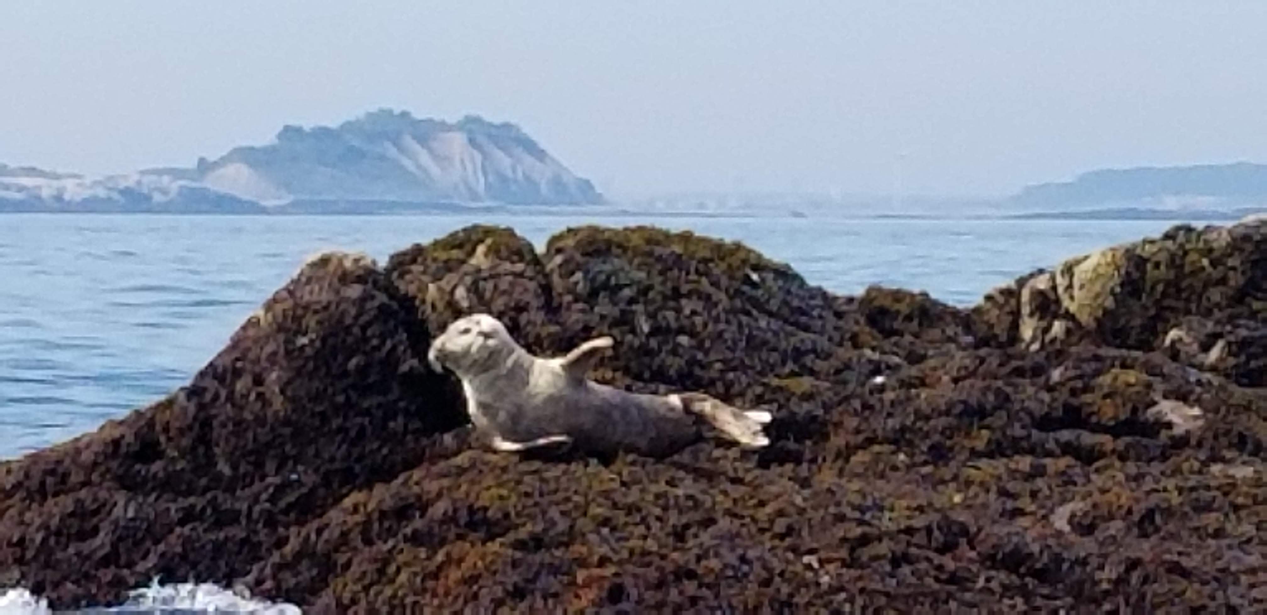 Harbor Seal